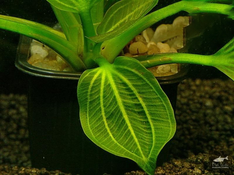 Datei:Opacus from Uruguay3.jpg