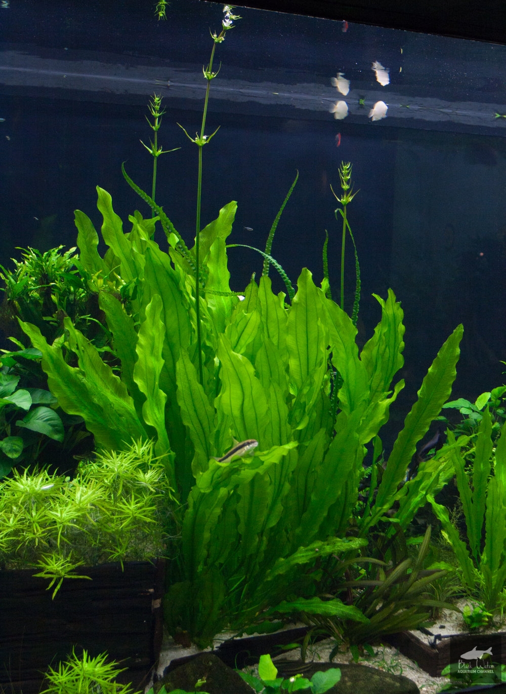 Ruffled Sword Plant – Echinodorus