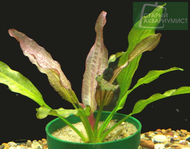 Echinodorus Oriental Echinodorus