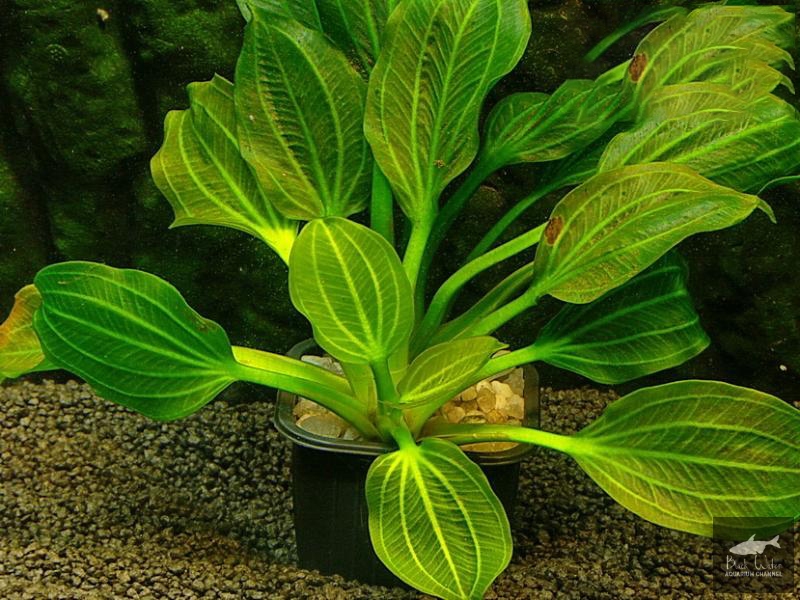 Datei:Opacus from Uruguay1.jpg