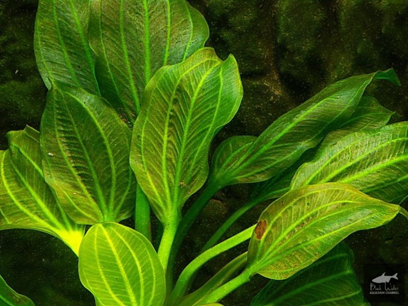 Datei:Opacus from Uruguay2.jpg