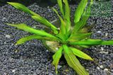 Echinodorus Green Spike