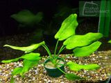 Echinodorus cordifolius Tropica Marble Queen