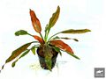 Echinodorus Red Wild Grass