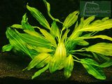 Echinodorus Thundering