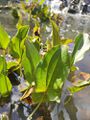 Echinodorus longiscapus Arechav.