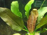 Echinodorus Stanek