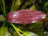 Echinodorus Swimmer