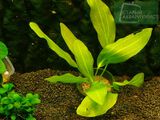 Echinodorus Green-pregreenny