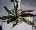Echinodorus Honoria