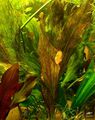 Echinodorus Red Flame