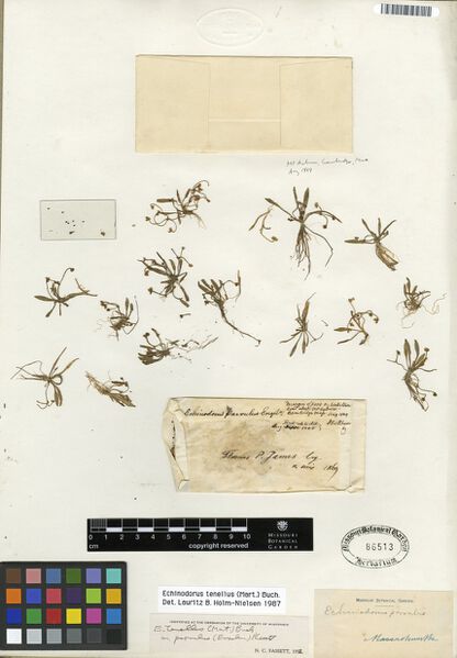 Datei:Tenellus (Mart. ex Schult. f.) Buchenau 4.jpg