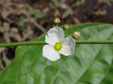 Echinodorus macrophyllus (Kunth) Micheli