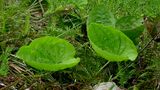 Echinodorus floribundus (Seub.) Seub.