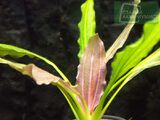 Echinodorus Red Diamond