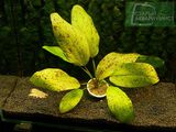 Echinodorus Dschungelstar Nr. 8 Ozelot Gold