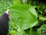 Echinodorus floribundus (Seub.) Seub.