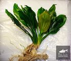 Echinodorus sp. Saturn from Uruguay Round leaf