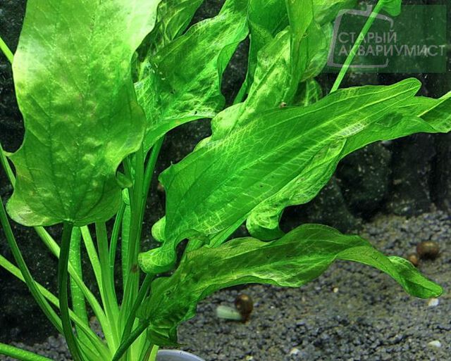 Upright Burhead – Echinodorus