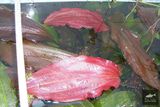 Echinodorus Dschungelstar Nr. 16 Rote Mamba