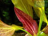 Echinodorus Felix