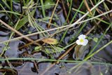 Baldellia repens ssp. cavanillesii