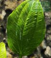 Echinodorus sp. Saturn (Satan) 2006 (Segurea)