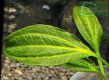 Echinodorus sp. Saturn 2004 (Rio Paipasso)