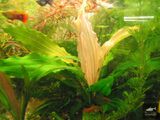 Echinodorus Bright Flame