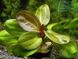 Echinodorus Hadi Red Pearl