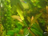 Parviflorus Grisebachii [1]