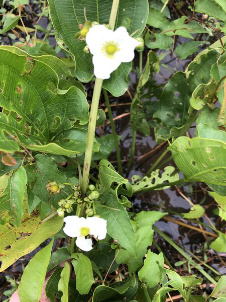 Datei:Cordifolius subsp. cordifolius1.jpg