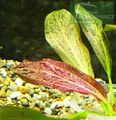 Echinodorus Ozelot rot