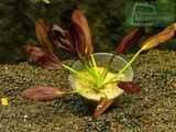 Echinodorus Aflame [1]