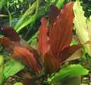 Echinodorus Indian Red