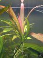 Echinodorus Tricolor (Africanus)