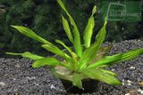 Echinodorus Green Spike