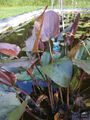 Echinodorus Indian Summer