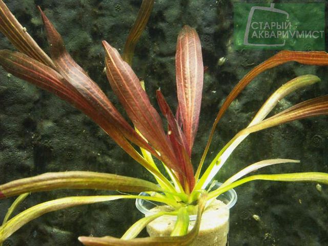 echinodorus-rubin-narrow-leaves-echinodorus