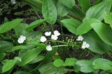 Echinodorus palaefolius (Ness & Mart.) J.F. Macbr.