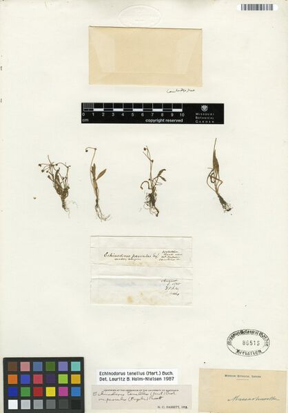 Datei:Tenellus (Mart. ex Schult. f.) Buchenau 1.jpg