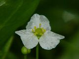 Echinodorus isthmicus Fassett