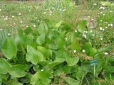 Echinodorus cordifolius (L.) Griseb.