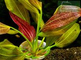 Echinodorus Felix