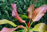 Echinodorus Oki Bright Star