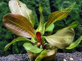 Echinodorus Hadi Red Pearl