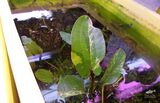 Echinodorus Star Of The Tundra