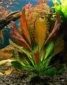 Echinodorus Beauty Red