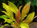 Echinodorus Tornado