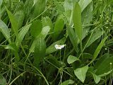 Echinodorus isthmicus Fassett